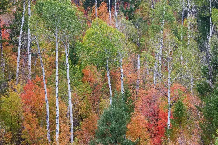 Framed Print : USA, Idaho, Liberty. Mink Creek, Highway 36, hillside with fall colors on Aspens and canyon maple trees