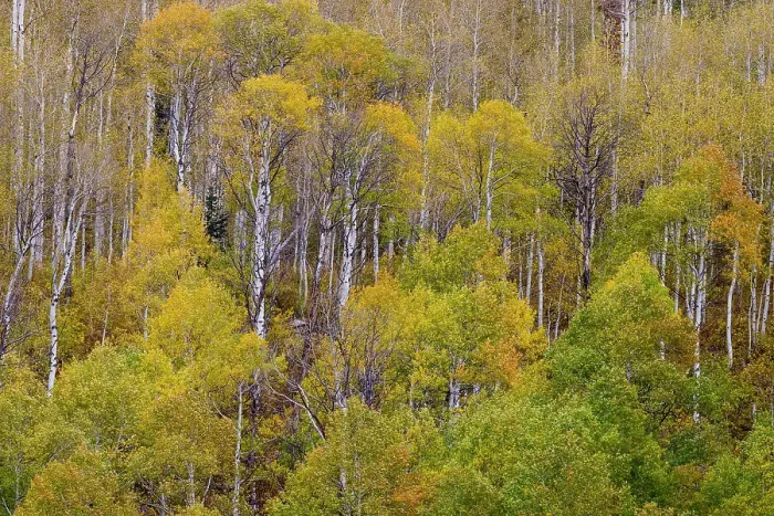Framed Print : USA, Idaho, Liberty. Mink Creek, Highway 36, Aspen groves with leaves golden during Autumn Framed Print : USA, Idaho, Liberty. Mink Creek, Highway 36, Aspen groves with leaves golden during Autumn