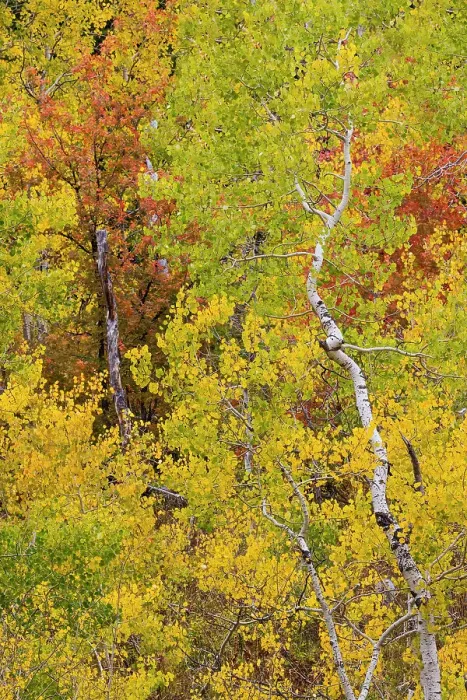 Framed Print : USA, Idaho, Liberty. Mink Creek, Highway 36, Aspen groves with leaves golden during Autumn