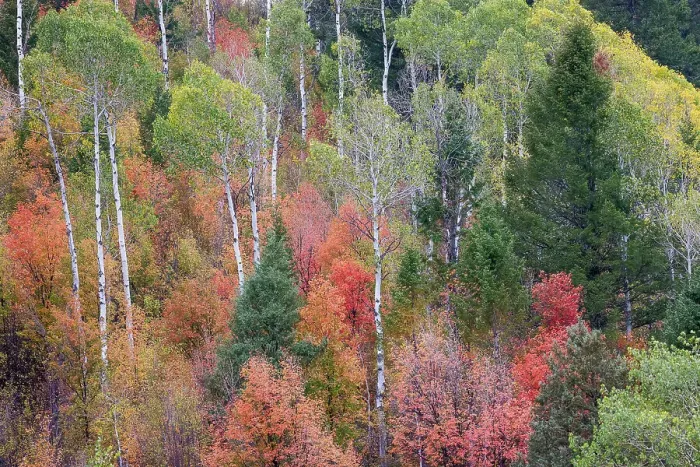 Framed Print : USA, Idaho, Liberty. Mink Creek, Highway 36, hillside with fall colors on Aspens and canyon maple trees