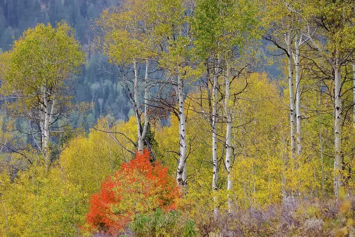 Framed Print : USA, Idaho, Liberty. Mink Creek, Highway 36, hillside with fall colors on Aspens and canyon maple trees Framed Print : USA, Idaho, Liberty. Mink Creek, Highway 36, hillside with fall colors on Aspens and canyon maple trees