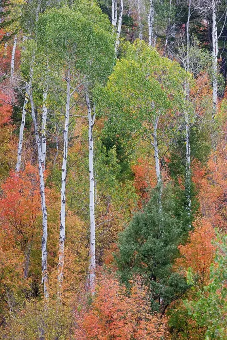 Framed Print : USA, Idaho, Liberty. Mink Creek, Highway 36, hillside with fall colors on Aspens and canyon maple trees