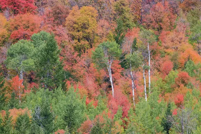 Framed Print : USA, Idaho, Liberty. Mink Creek, Highway 36, hillside with fall colors on Aspens and canyon maple trees Framed Print : USA, Idaho, Liberty. Mink Creek, Highway 36, hillside with fall colors on Aspens and canyon maple trees
