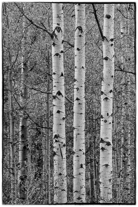 Framed Print : USA, Idaho, Liberty. Mink Creek, Highway 36, Aspen groves in Black and White in Autumn Framed Print : USA, Idaho, Liberty. Mink Creek, Highway 36, Aspen groves in Black and White in Autumn