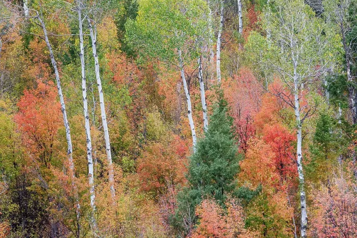 Framed Print : USA, Idaho, Liberty. Mink Creek, Highway 36, hillside with fall colors on Aspens and canyon maple trees Framed Print : USA, Idaho, Liberty. Mink Creek, Highway 36, hillside with fall colors on Aspens and canyon maple trees