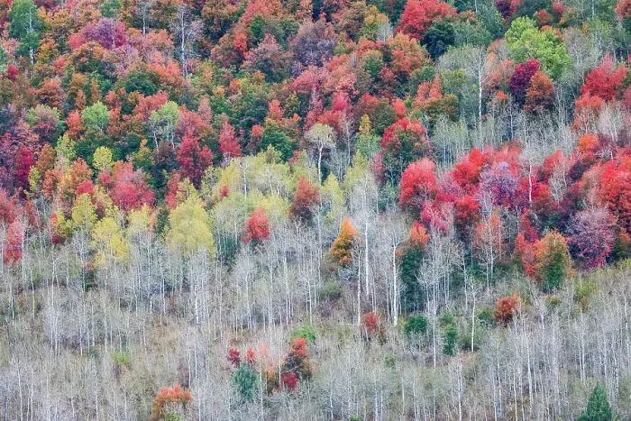 Framed Print : USA, Idaho, Liberty. Mink Creek, Highway 36, hillside with fall colors on Aspens and canyon maple trees Framed Print : USA, Idaho, Liberty. Mink Creek, Highway 36, hillside with fall colors on Aspens and canyon maple trees