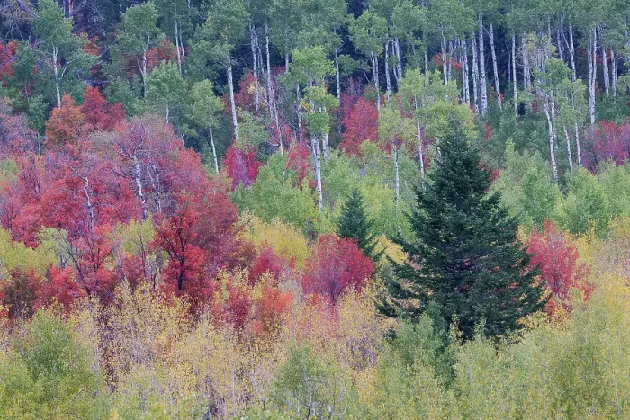 Framed Print : USA, Idaho, Liberty. Mink Creek, Highway 36, hillside with fall colors on Aspens and canyon maple trees