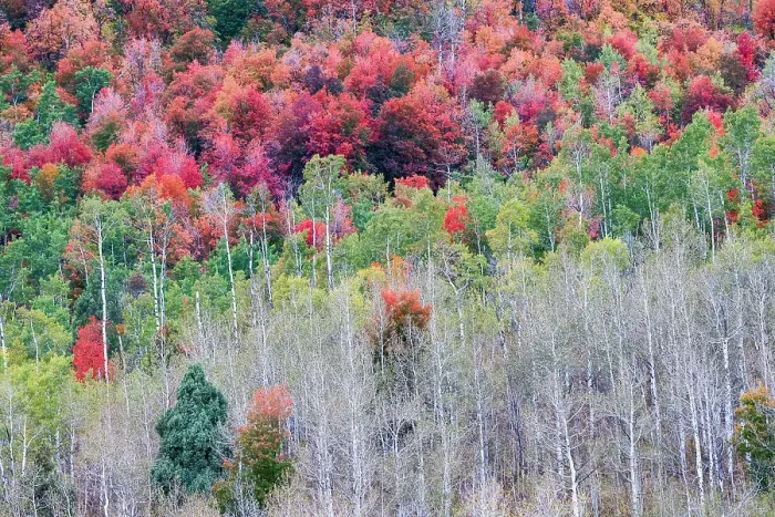 Framed Print : USA, Idaho, Liberty. Mink Creek, Highway 36, hillside with fall colors on Aspens and canyon maple trees Framed Print : USA, Idaho, Liberty. Mink Creek, Highway 36, hillside with fall colors on Aspens and canyon maple trees