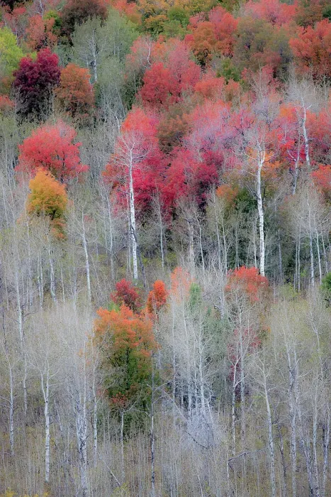 Framed Print : USA, Idaho, Liberty. Mink Creek, Highway 36, hillside with fall colors on Aspens and canyon maple trees Framed Print : USA, Idaho, Liberty. Mink Creek, Highway 36, hillside with fall colors on Aspens and canyon maple trees