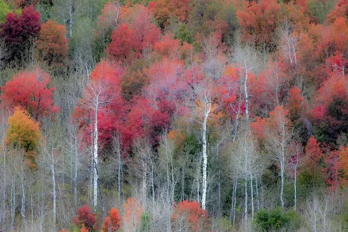 Framed Print : USA, Idaho, Liberty. Mink Creek, Highway 36, hillside with fall colors on Aspens and canyon maple trees Framed Print : USA, Idaho, Liberty. Mink Creek, Highway 36, hillside with fall colors on Aspens and canyon maple trees