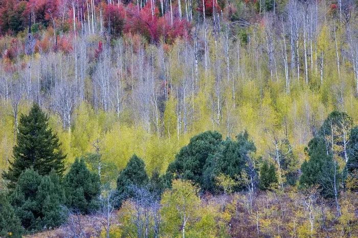 Framed Print : USA, Idaho, Liberty. Mink Creek, Highway 36, hillside with fall colors on Aspens and canyon maple trees Framed Print : USA, Idaho, Liberty. Mink Creek, Highway 36, hillside with fall colors on Aspens and canyon maple trees