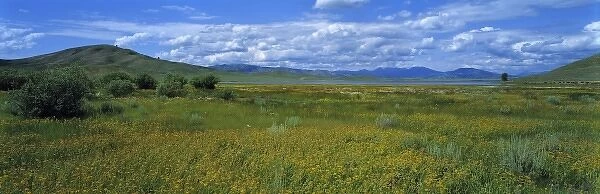USA, Idaho, Lucky Lake. Sagebrush and golden wildflowers meadows surround Lucky Lake, Idaho