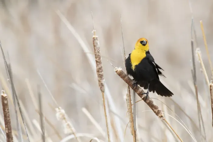 Framed Print : USA, Idaho, Market Lake Wildlife Management Area. Yellow-headed blackbird on cattail