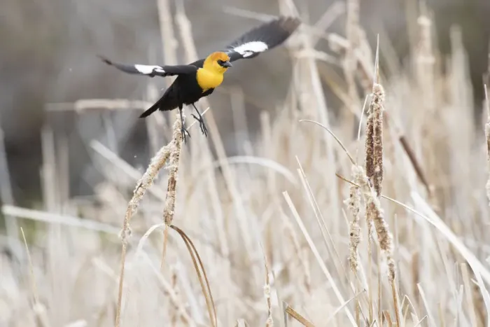 Framed Print : USA, Idaho, Market Lake Wildlife Management Area. Yellow-headed blackbird flying. Credit as Framed Print : USA, Idaho, Market Lake Wildlife Management Area. Yellow-headed blackbird flying. Credit as