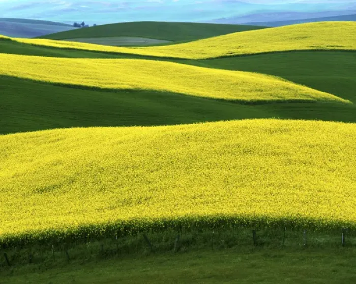 Framed Print : USA, Idaho, Moscow, Canola Fields in bloom Framed Print : USA, Idaho, Moscow, Canola Fields in bloom