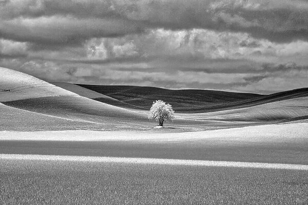 USA, Idaho, Palouse Country, Lone tree and Infrared Palouse fields