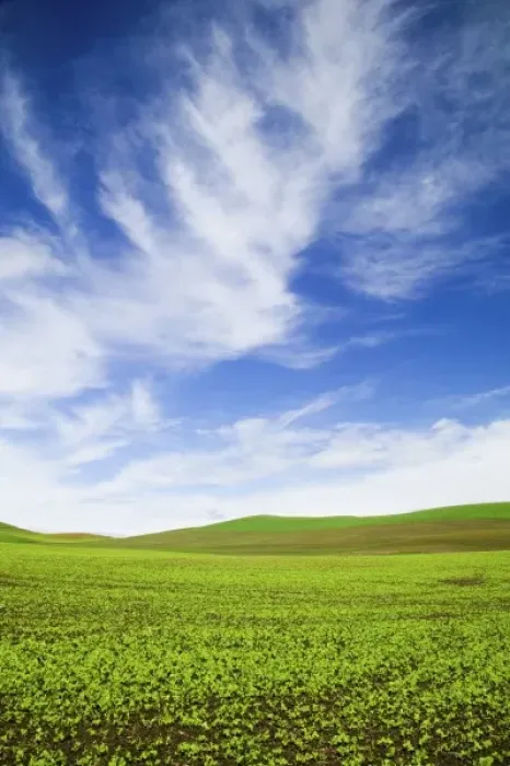 Framed Print : USA, Idaho, Palouse Country, Spring Field of Peas and Wheat Running through the Fields Framed Print : USA, Idaho, Palouse Country, Spring Field of Peas and Wheat Running through the Fields