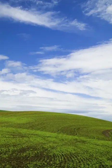 Framed Print : USA, Idaho, Palouse Country, Spring Field of Peas and Wheat Running through the Fields
