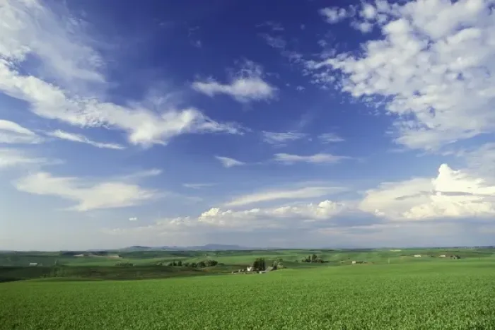 Framed Print : USA, Idaho. Pea field and clouds