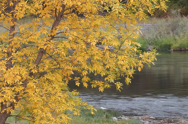 USA, Idaho, Salmon River, Fall