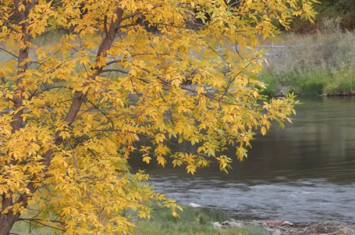 Framed Print : USA, Idaho, Salmon River, Fall