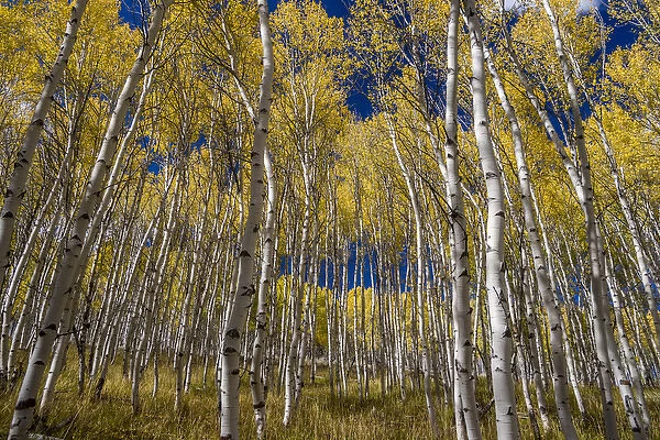 USA, Idaho, Sawtooth National Recreation Area. Scenic of quaking aspen trees. Credit as