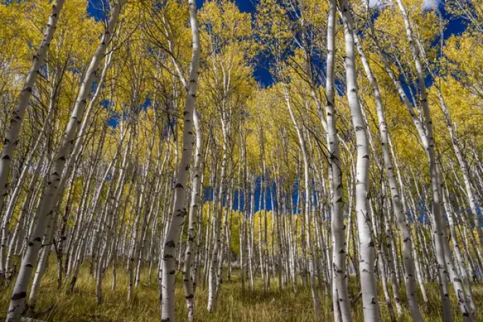 Framed Print : USA, Idaho, Sawtooth National Recreation Area. Scenic of quaking aspen trees. Credit as