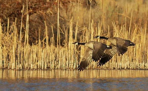 USA, Idaho, Snake River Canyon, Canada geese pair