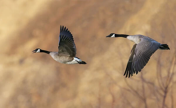 USA, Idaho, Snake River Canyon, Canada geese pair flying