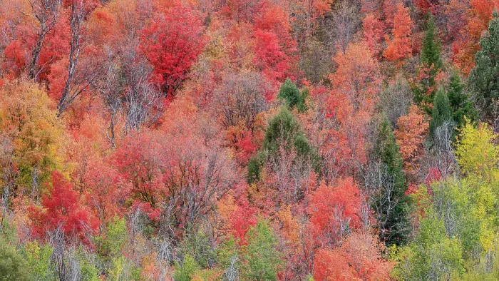 Framed Print : USA, Idaho. St. Charles along Green Canyon Road with hillside blazing in fall color with canyon maple and Aspens