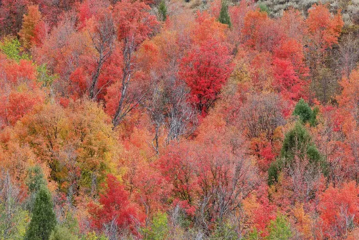 Framed Print : USA, Idaho. St. Charles along Green Canyon Road with hillside blazing in fall color with canyon maple and Aspens