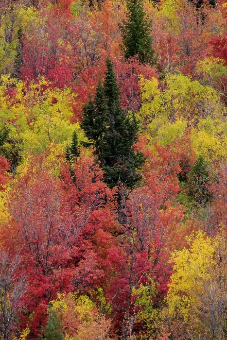 Framed Print : USA, Idaho. St. Charles along Green Canyon Road with hillside blazing in fall color with canyon maple and Aspens