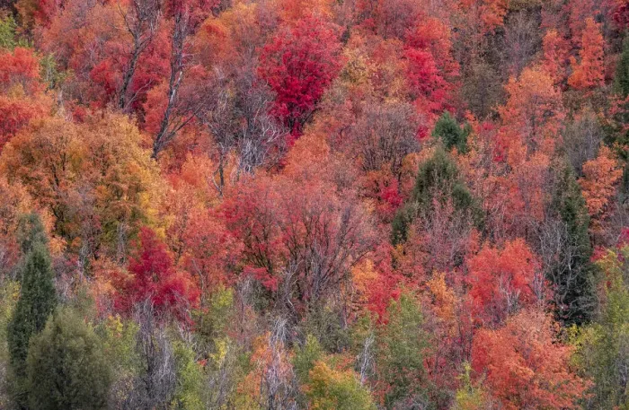 Framed Print : USA, Idaho, St. Charles, hillside along dirt road 411 and Fall colored Canyon Maples in Reds Framed Print : USA, Idaho, St. Charles, hillside along dirt road 411 and Fall colored Canyon Maples in Reds