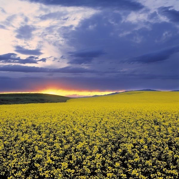 USA, Idaho, Swan Valley. A fiery sunset erupts over a bright yellow field of canola in Swan Valley