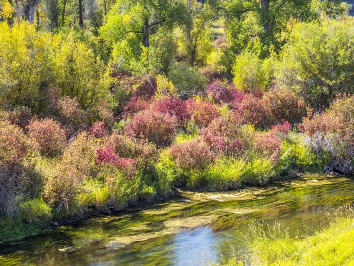 Framed Print : USA, Idaho, Swan Valley along the snake river dogwood and cottonwoods in fall colors