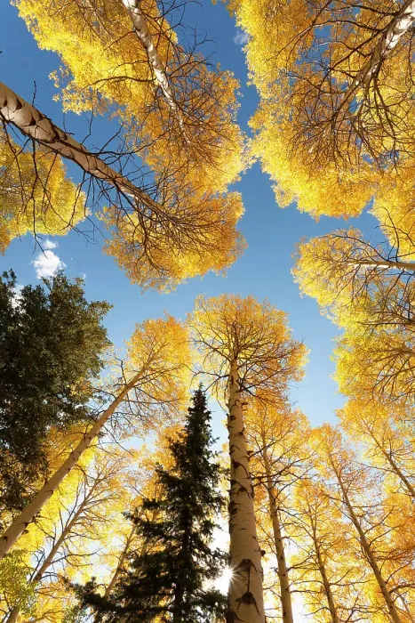 Framed Print : USA, Idaho, Targhee National Forest. Looking up through Quaking Aspens in Fall foliage Framed Print : USA, Idaho, Targhee National Forest. Looking up through Quaking Aspens in Fall foliage