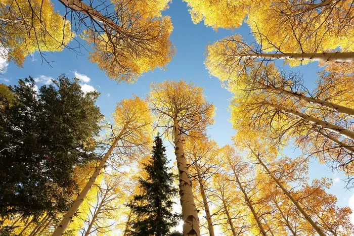 Framed Print : USA, Idaho, Targhee National Forest. Looking up through Quaking Aspens in Fall foliage Framed Print : USA, Idaho, Targhee National Forest. Looking up through Quaking Aspens in Fall foliage