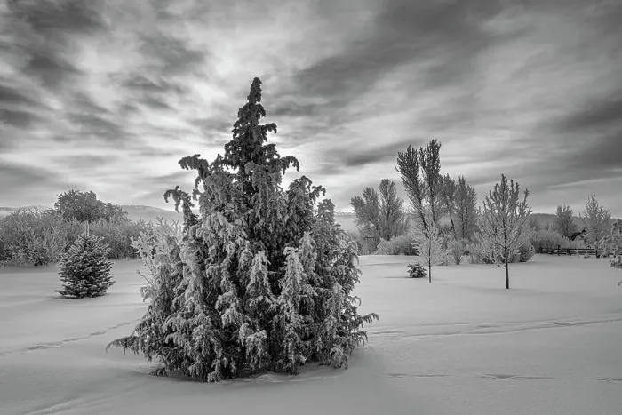 Framed Print : USA, Idaho. Trees covered with new snow and rime, Teton Valley Framed Print : USA, Idaho. Trees covered with new snow and rime, Teton Valley