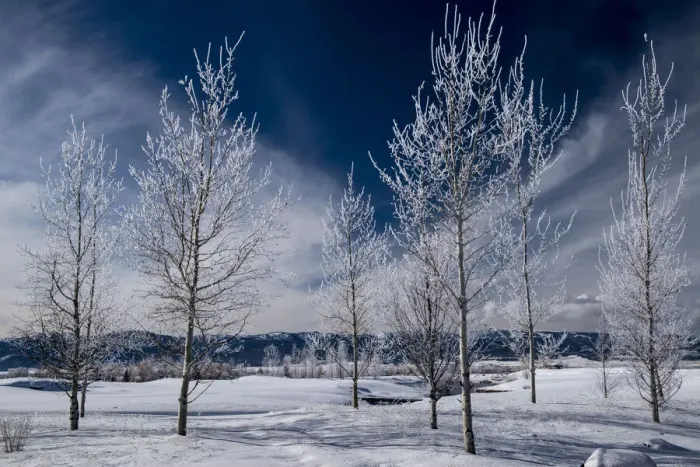 Framed Print : USA. Idaho. Winter landscape of frosted aspen trees, Teton Valley, Driggs, Idaho Framed Print : USA. Idaho. Winter landscape of frosted aspen trees, Teton Valley, Driggs, Idaho