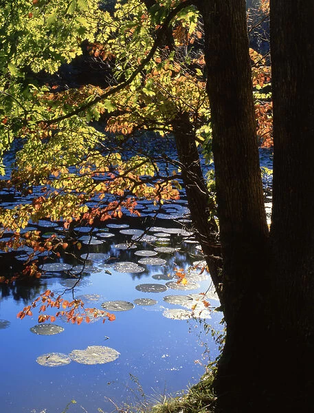 USA, Illinois, Lake Murphysboro State Park. Backlit tree and lily pads. Credit as