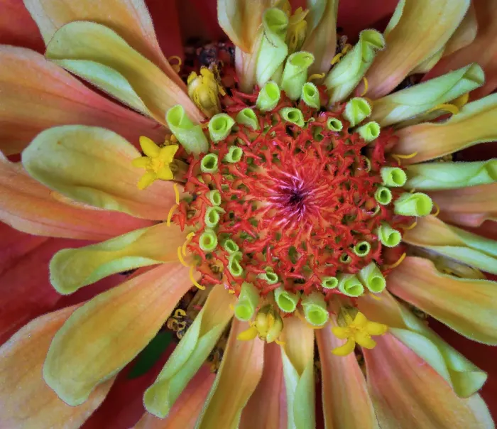 Framed Print : USA, Indiana, Carmel. Close-up of the center of dahlia flower Framed Print : USA, Indiana, Carmel. Close-up of the center of dahlia flower