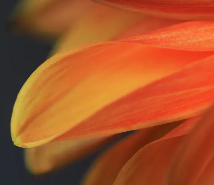 Framed Print : USA, Indiana, Carmel. Close-up of dahlia flower Framed Print : USA, Indiana, Carmel. Close-up of dahlia flower