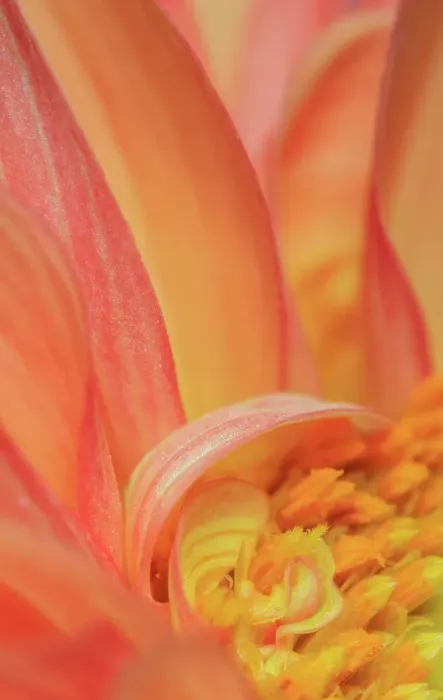 Framed Print : USA, Indiana, Carmel. Close-up of dahlia flower Framed Print : USA, Indiana, Carmel. Close-up of dahlia flower