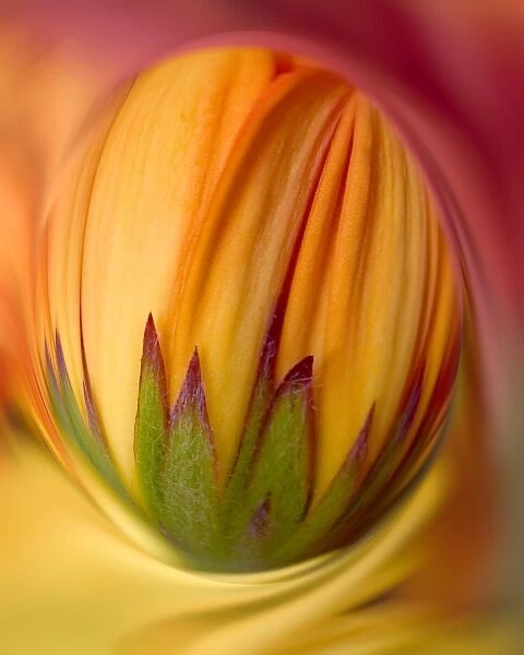 USA, Indiana, Carmel. Close-up of gerbera daisy bud. (Digitally Enhanced)
