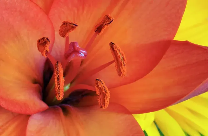 Framed Print : USA, Indiana, Carmel. Close-up of orange lily's pistil and stamens