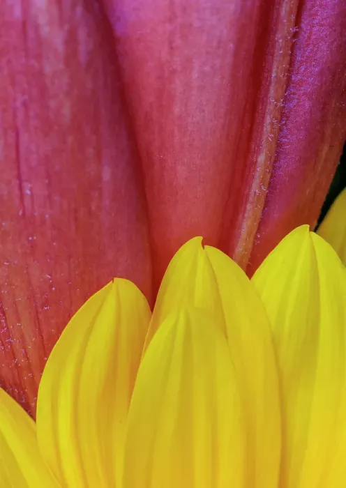 Framed Print : USA, Indiana, Carmel. Close-up of pink and yellow flower petals Framed Print : USA, Indiana, Carmel. Close-up of pink and yellow flower petals