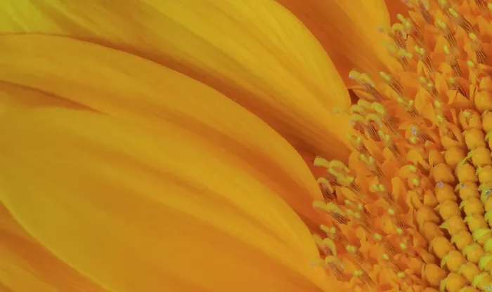 Framed Print : USA, Indiana, Carmel. Close-up of sunflower Framed Print : USA, Indiana, Carmel. Close-up of sunflower