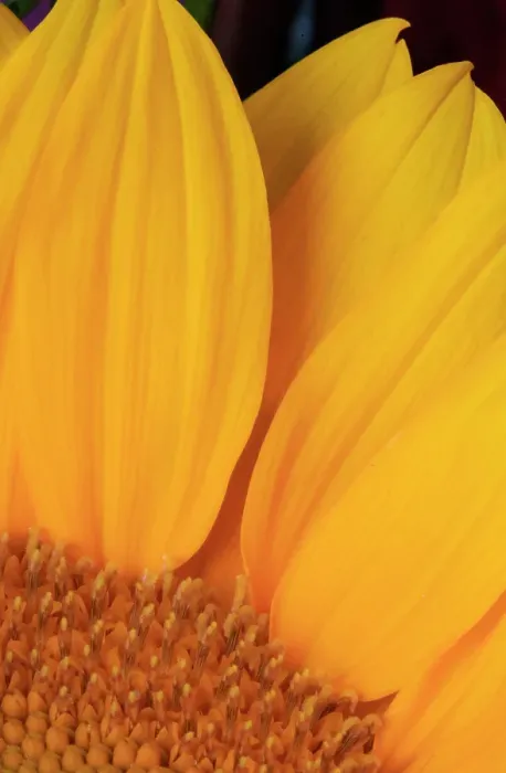 Framed Print : USA, Indiana, Carmel. Close-up of sunflower Framed Print : USA, Indiana, Carmel. Close-up of sunflower