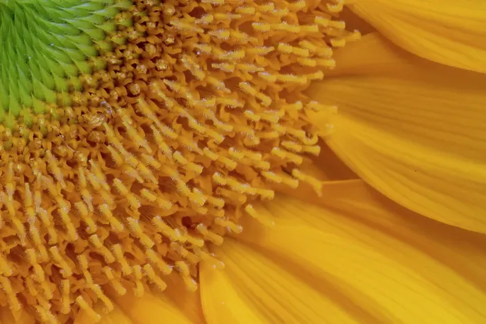 Framed Print : USA, Indiana, Carmel. Close-up of sunflower Framed Print : USA, Indiana, Carmel. Close-up of sunflower