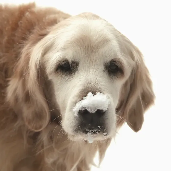 Framed Print : USA, Indiana, Carmel. Golden retriever with snow on the end of his nose. Credit as Framed Print : USA, Indiana, Carmel. Golden retriever with snow on the end of his nose. Credit as